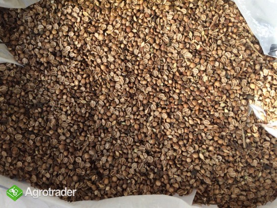 Kolendra, gorczyca, soja, len do sprzedania! - zdjęcie 3