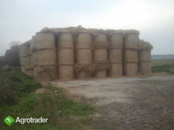 kupie siano i siano-kiszonkę 
