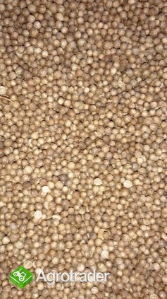 Sprzedam kolendre kolendra 99% soja, gorczyca, len brazowy