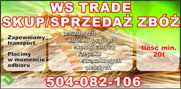 kupię owies- skup owsa