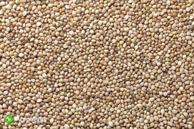 konopie paszowe sprzedam 