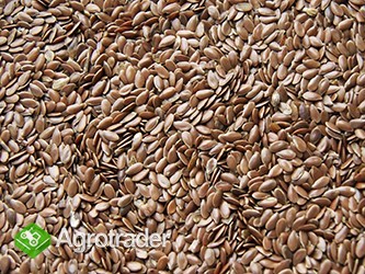 sprzedam len złoty i brązowy