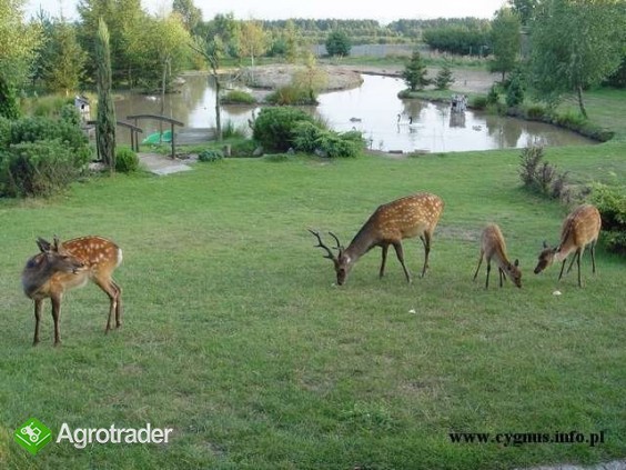 Jelenie sika - zdjęcie 3
