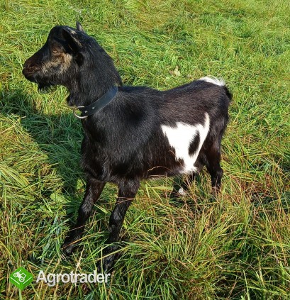 Sprzedam pięknego capa - zdjęcie 1