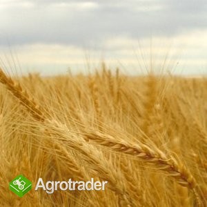 Kupię zboże