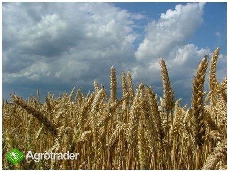 kupię pszenicę