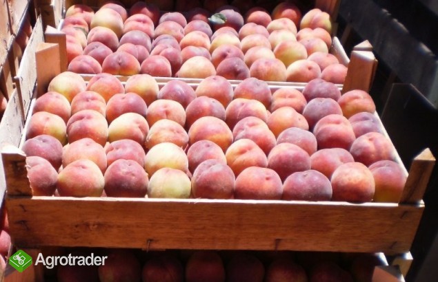 sprzedam smaczne brzoskwinie z Macedonii