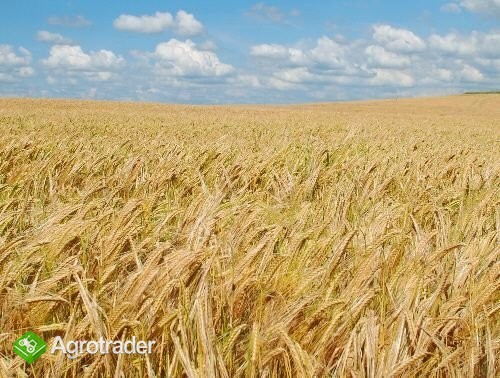 kupię owies paszowy.,.'