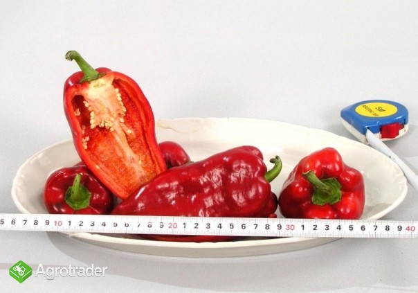 Papryka bułgarska 2 klass - zdjęcie 1
