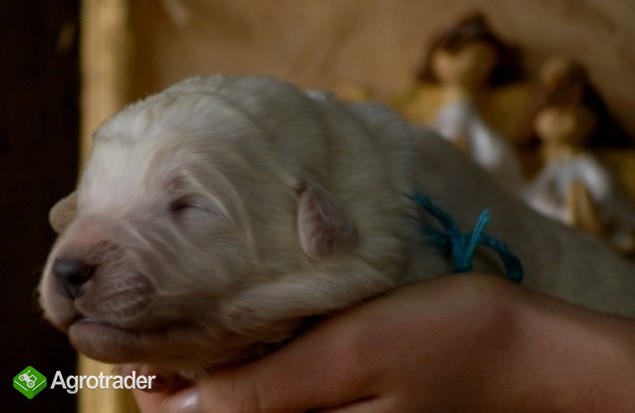 Owczarki podhalańskie