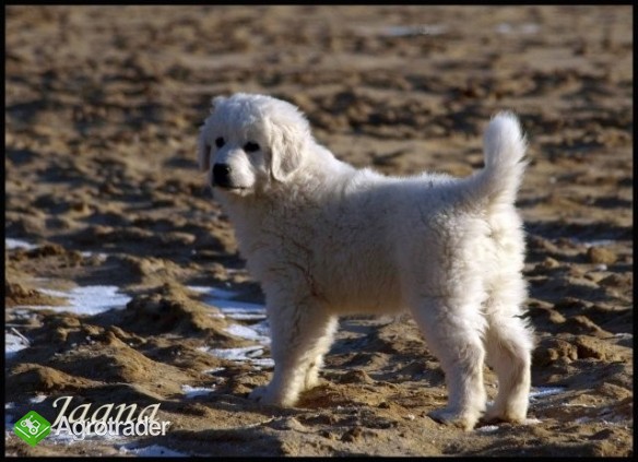 Owczarki podhalańskie - zdjęcie 5