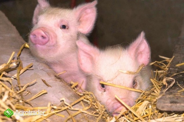 Warchlaki holenderskie