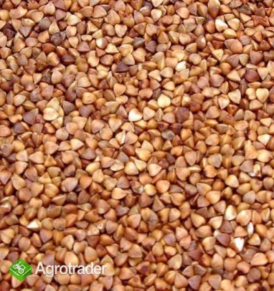 KASZA GRYCZANA ,GRYKA