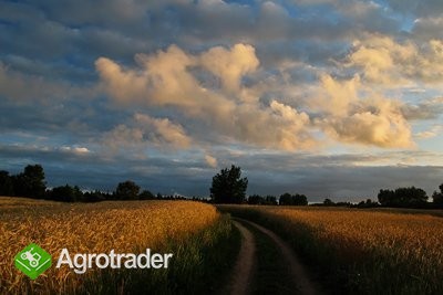 kupię pszenicę i inne