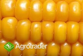 kupie kukurydze w cenie do 970+vat/min 20T