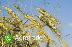 kupię pszenżyto