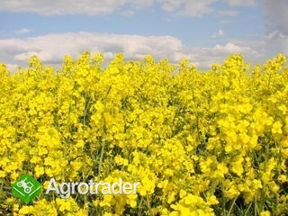 Kupię Rzepak/