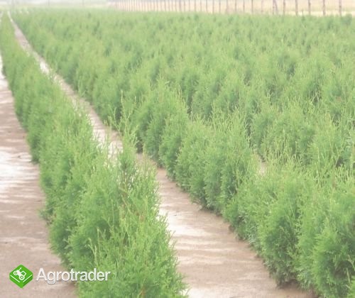 Tuje Tuja Thuje sadzonki