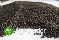 Cereals from Ukraine - zdjęcie 5