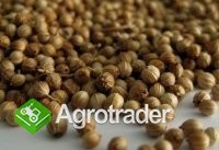 Zboża z Ukrainy - zdjęcie 3