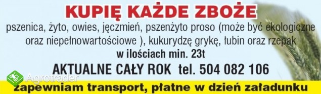 kupię rzepak