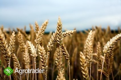 kupię pszenżyto ekologiczne