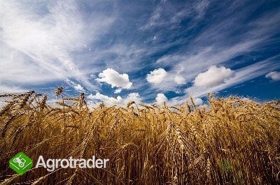 SKUP / SPRZEDAŻ ZBOŻA