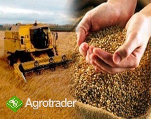 SKUP / SPRZEDAŻ ZBOŻA