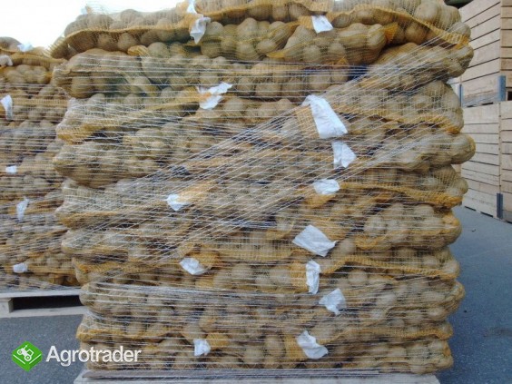 Ziemniaki i cebula na eksport